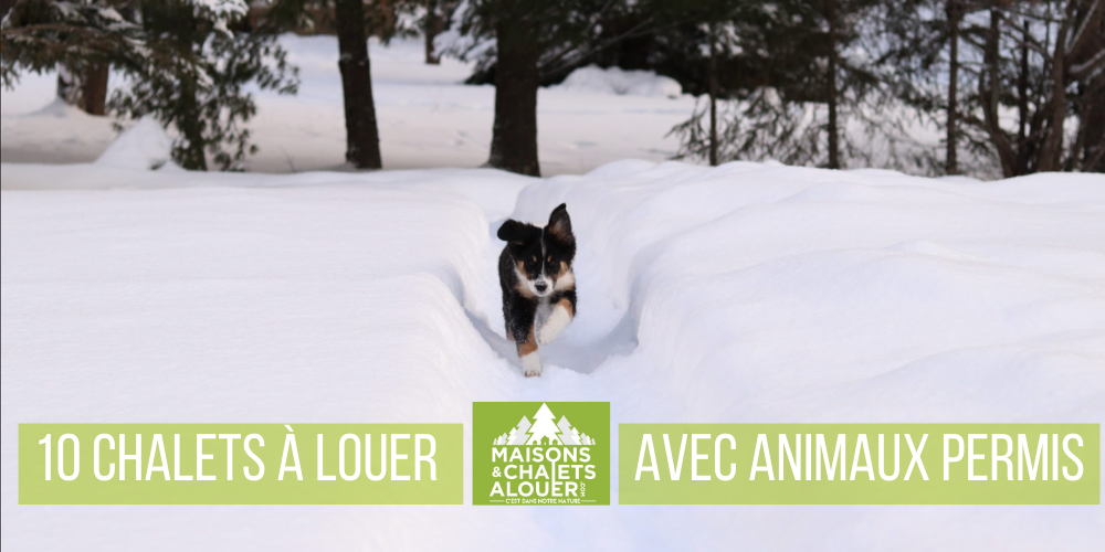 10 chalets à louer avec votre animal de compagnie